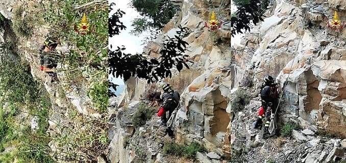 Salvata cagnolona Siria caduta in un dirupo a Genova