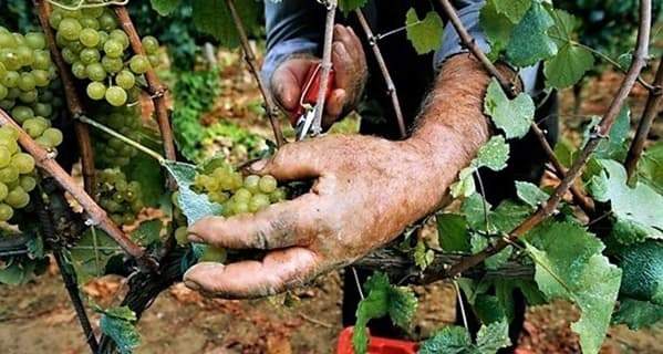 Unione Europea vuole meno uva poiché “irrilevante e non essenziale”. Scherzano?