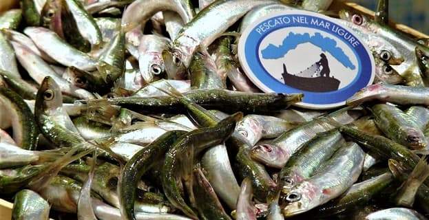 Pesce italiano, la battaglia di Coldiretti sulla pesca a strascico e il pericolo giapponese