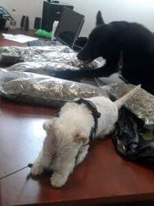 Polizia 2 Genova su A10