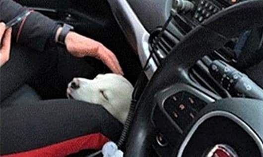 Cane in auto sotto il sole in Val Bormida, i carabinieri lo salvano e denunciano il “padrone”