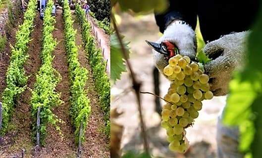 Liguria vendemmia, la produzione cresce ma le incognite sono legate all’Europa