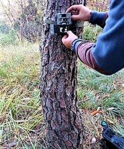 Lupo beigua Fototrappola