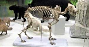 Lupo sassello Museo Doria