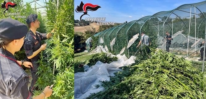 Sequestrata piantagione droga da mezzo ettaro ad Alessandria – VIDEO