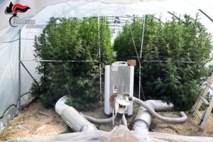 Alessandria scoperta piantagione cannabis