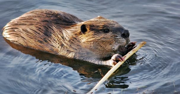 Mentre si discute del lupo, in Italia torna il castoro dopo 500 anni e preoccupa