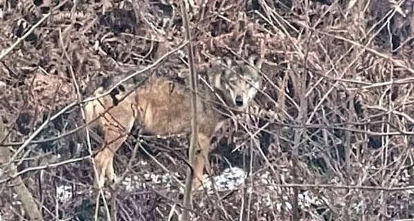 Lupo ucciso a Sassello, la Lega nazionale del cane denuncia l’autore