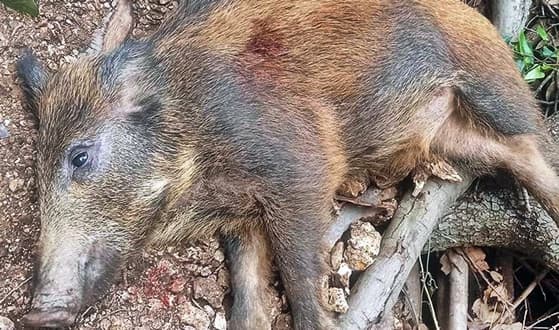 Cinghiali inseguiti da cani cadono da una parete dove stanno salendo 30 scalatori