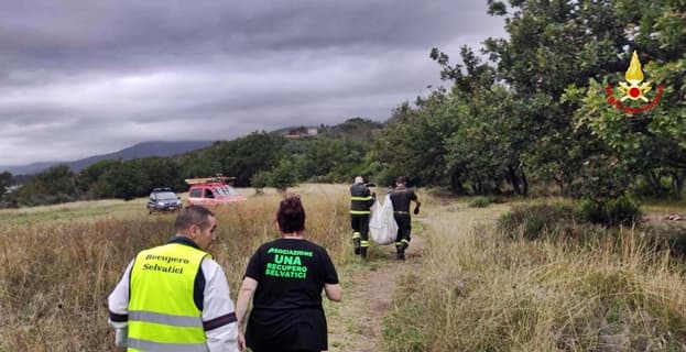 Due caprioli soccorsi a Campo Ligure e Cogoleto dai Vigili del fuoco