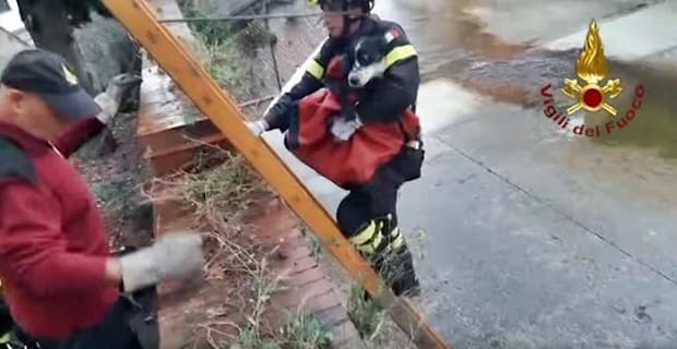 Intervento dei Vigili del Fuoco per salvare un cane a Sestri Levante