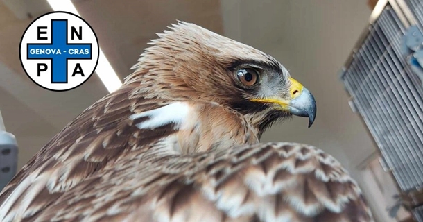 Aquila colpita da uno sparo a Campo Ligure