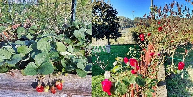 Sassello dai meno 3 gradi di ieri a fragole e rose di oggi