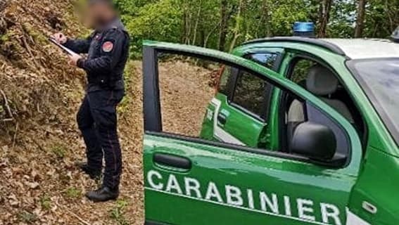 Trovato cadavere di lupa ad Albenga, indagini in corso