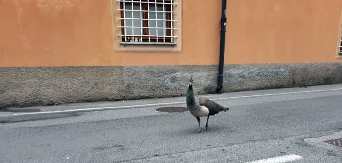 Albisola Superiore pavoni in giro per la città