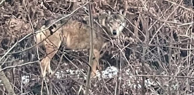 Lupa uccisa ad Albenga, Osa: è iniziata la caccia al lupo?