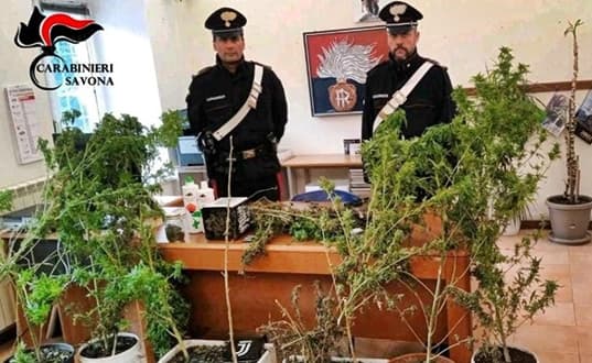 Beccato con 22 piante di marijuana in giardino, arrestato nel ponente savonese