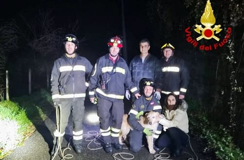 Soccorso un cane dai Vigili del fuoco sulle alture di Genova