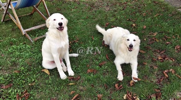 Liguria dal 3 febbraio corso gratuito per adozione cane impegnativo