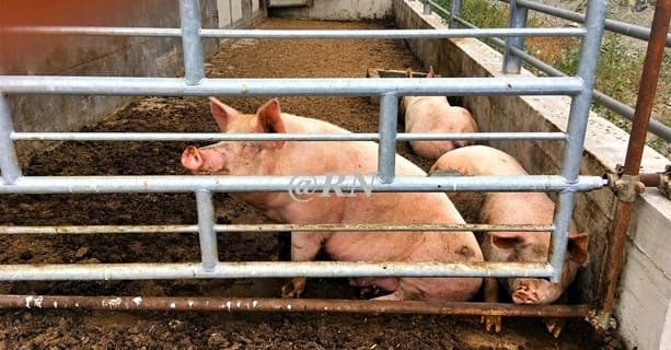 Seicento aziende liguri assicurate sui costi di smaltimento del bestiame