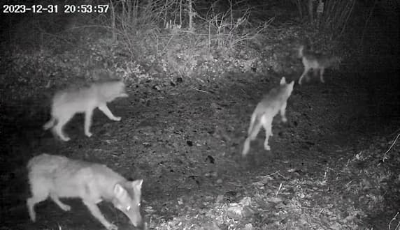 Sassello branco di sette lupi a Oltreacqua – VIDEO