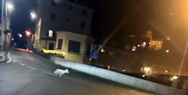 Sassello ieri sera lupo in piazza Rolla alle ore 20