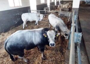 Crisi agricoltura nel savonese ridotti della metà gli allevamenti
