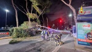 Genova caduta albero a Brignole 5