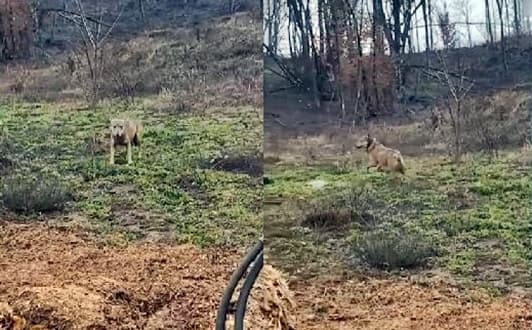 Da giorni si aggira un lupo tra le case di Sassello, venerdì ai Badani – VIDEO