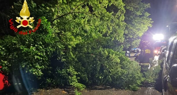 Caduta albero nella notte in via Carso a Genova