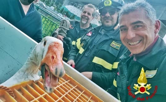 Oca in fuga, fermata dai Vigili del fuoco di Genova nel fiume Varenna