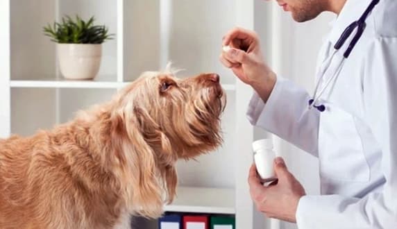 Asl2 Savona nuove norme sul medicinale veterinario, incontro 10 maggio