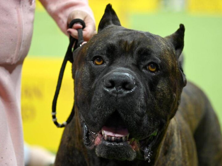 Bimbi azzannati da cane, l’esperta: “70mila aggressioni all’anno, più controllo sui padroni’