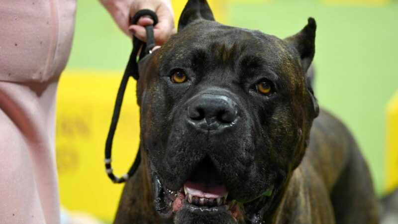 Bimbi azzannati da cane, l’esperta: “70mila aggressioni all’anno, più controllo sui padroni’