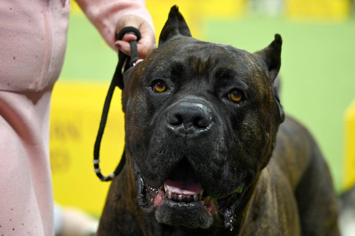 Bimbi azzannati da cane, l’esperta: “70mila aggressioni all’anno, più controllo sui padroni’