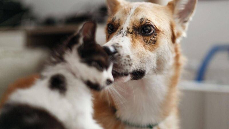 Carcere e multe per chi maltratta gli animali, da oggi in vigore legge Brambilla