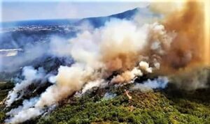 Foreste e forestali 2025
