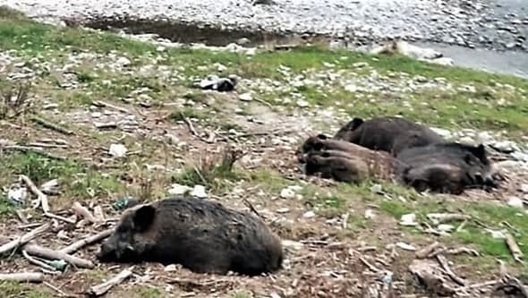 Asl2 dopo i casi di peste suina in Riviera nuovi provvedimenti di Sanità Pubblica