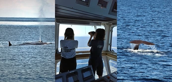 Cetacei nel Santuario Pelagos con Corsica Sardinia Ferries