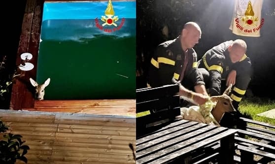 Serra Riccò soccorso un capriolo caduto in piscina