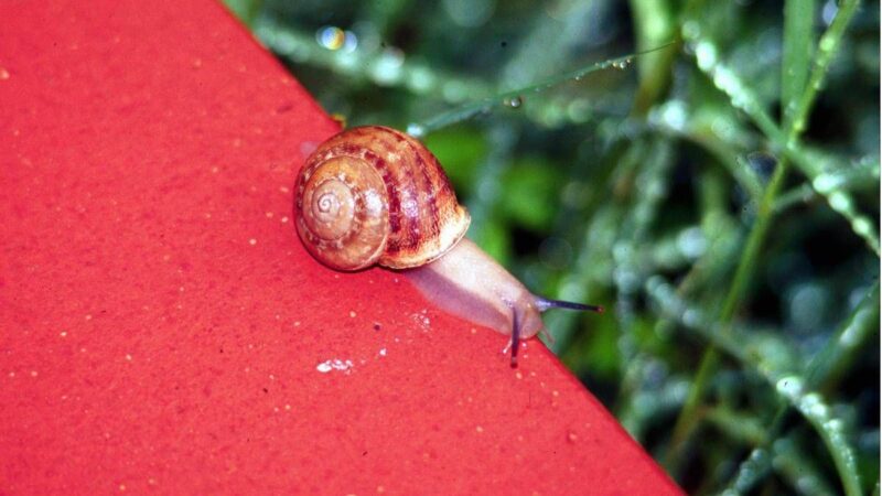 Lumache killer, allarme infezioni nei cani: dobbiamo preoccuparci?