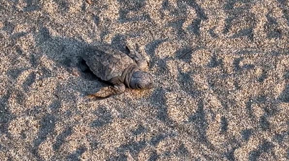 A Celle Ligure il primo nido di tartaruga Caretta caretta del 2025