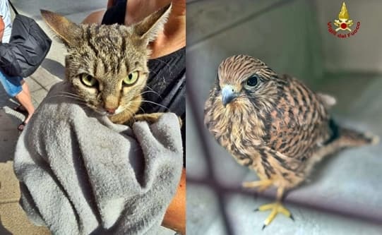 Vigili del fuoco Genova in soccorso a due animali