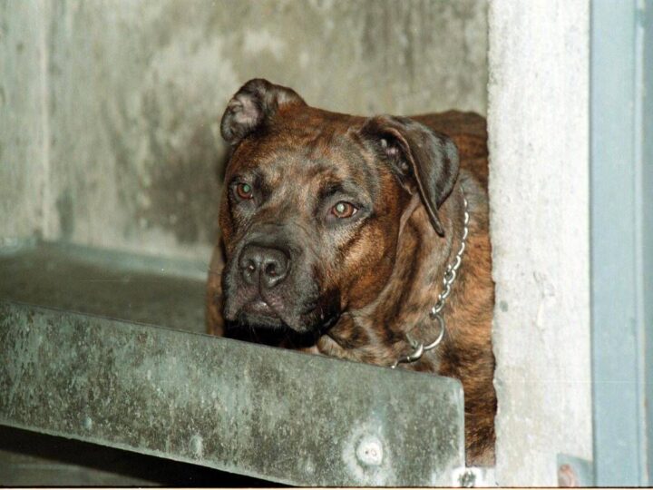 Aggredito da pitbull, il racconto: “Io tra pochi sopravvissuti, vivo grazie a un passante”