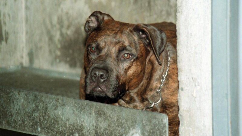 Aggredito da pitbull, il racconto: “Io tra pochi sopravvissuti, vivo grazie a un passante”