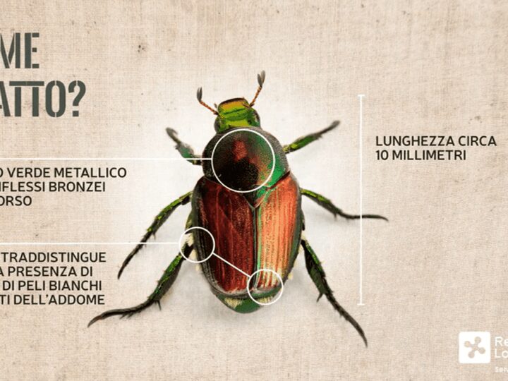 Allarme scarabeo giapponese, ha colpito Piemonte e Lombardia: perché è una minaccia