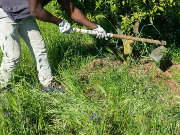 Caldo, Rebuzzi: “Può uccidere, impedire lavoro all’aperto nella morsa dell’afa”
