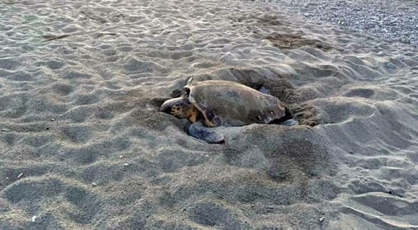 Liguria mare caldo, in 14 giorni quattro nidi di Caretta caretta