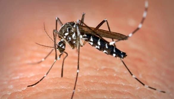 Zanzara tigre ordinanza del sindaco di Ceriale