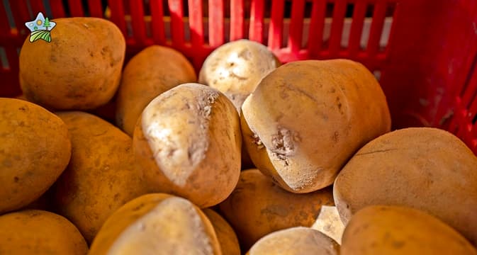 A Stella uova e patate raccontano il territorio con il Cocco & Potato Day